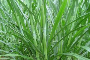 新型皇竹草和台湾甜象草哪一种牧草好，更适合养殖？