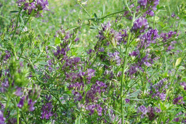 紫花苜蓿一亩几斤种子