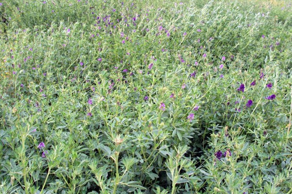 紫花苜蓿一亩几斤种子