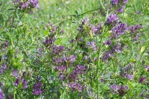 紫花苜蓿种子价格,市场上最新的紫花苜蓿种子价格