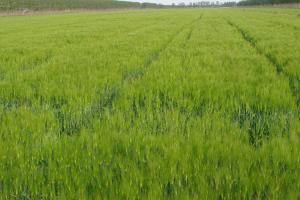 牧草燕麦和大麦的区别-牧草燕麦和大麦的不同