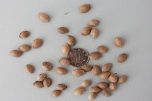 红叶李种子批发价格及育苗方法