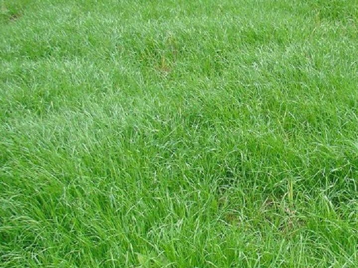 黑麦草的种植方法和养护技巧