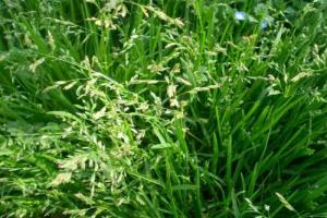 早熟禾和野牛草哪个品种好？