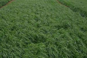 黑麦草一亩地能产多少鲜草-黑麦草一亩地能产多少斤干草