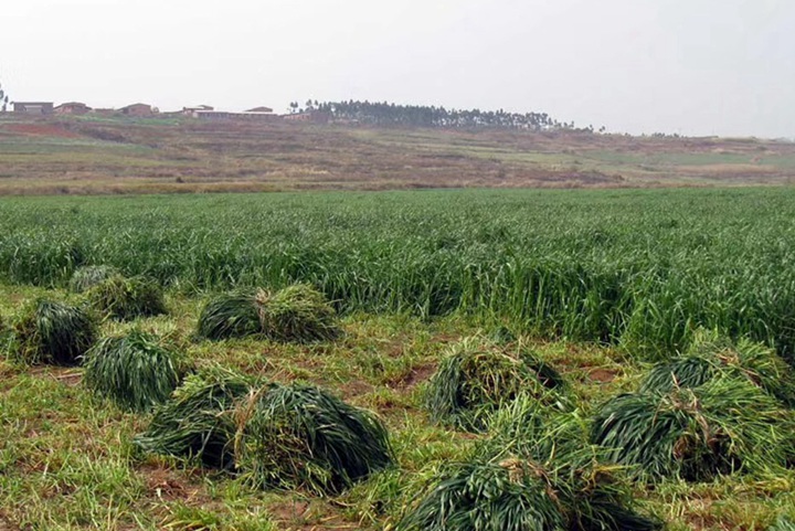 多年生黑麦草种植技术及高产方法