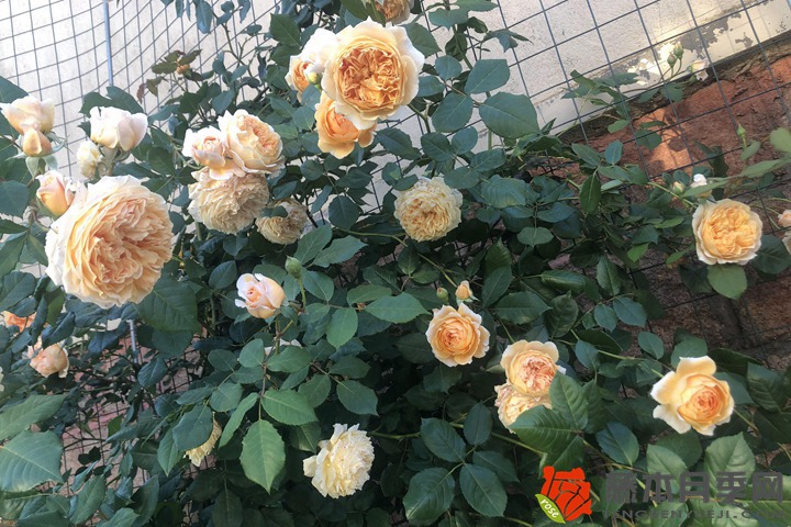 蔷薇种植风水禁忌，可以种在院子里么