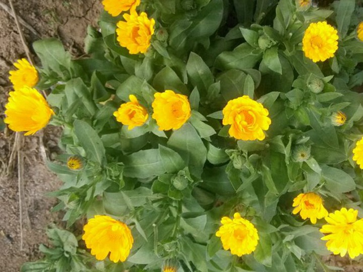 金盏菊种子播种后多久发芽，什么时候开花