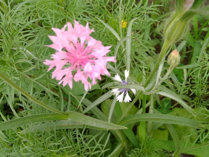 矢车菊什么时候播种，从播种到开花要多久