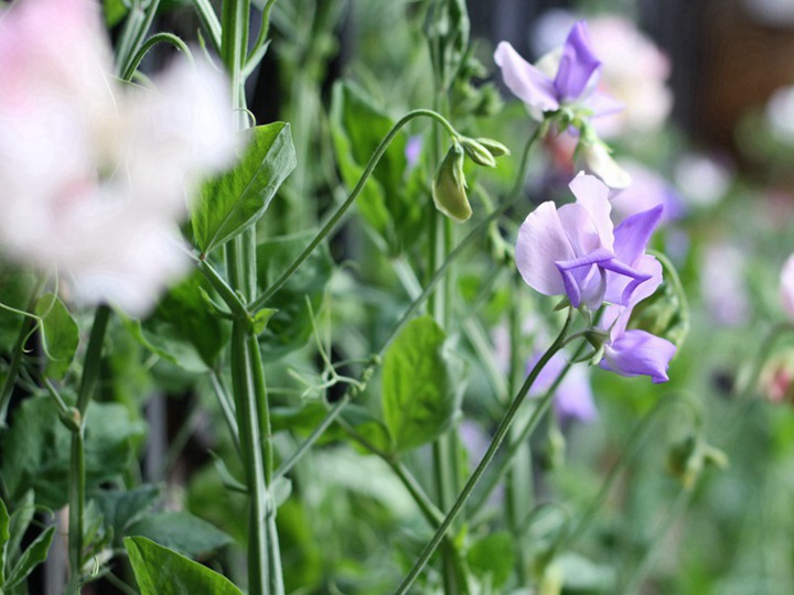 香豌豆种子的最佳种植时间和种植方法