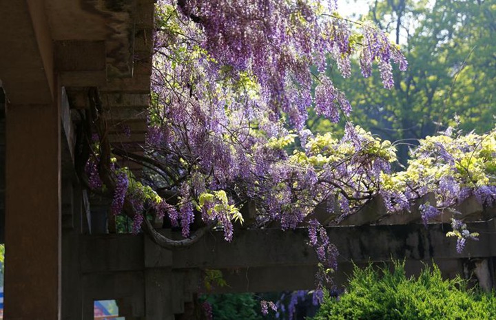 紫藤树需要搭架子吗