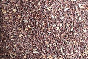 美国黑小麦种子一公斤多少钱，哪里有卖的？