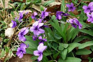 紫花地丁的花语和寓意