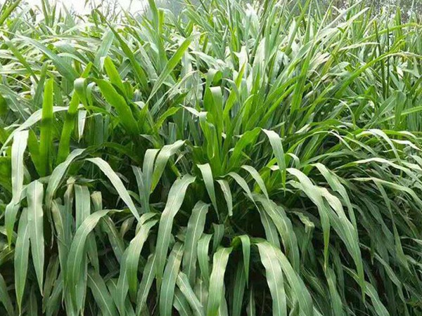 高丹草生长多少天收割，一年能收几次