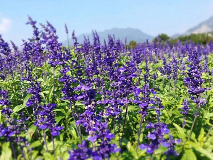 宿根鼠尾草种子一平方种多少，种子种植方法