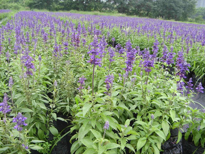 宿根鼠尾草种子一平方种多少，种子种植方法