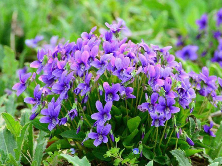 紫花地丁种子什么时候播种，靠什么传播