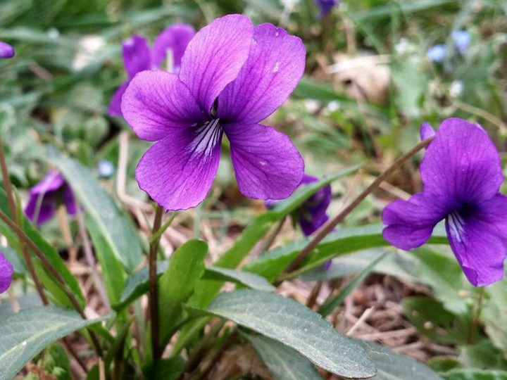 紫花地丁种子什么时候播种，一年开几次花