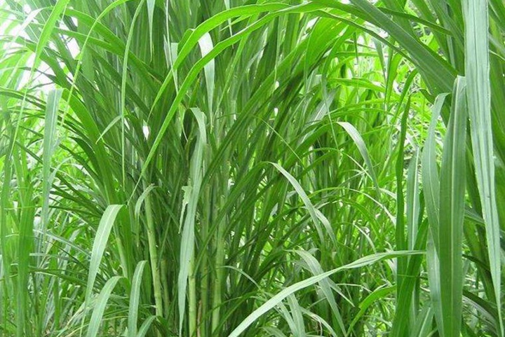 皇竹草可以代替玉米吗