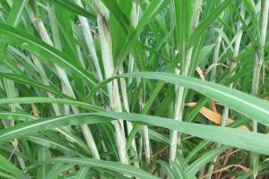 皇竹草一年四季都可以收割吗？