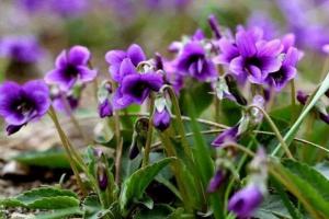 紫花地丁种子什么时候播种，一年开几次花