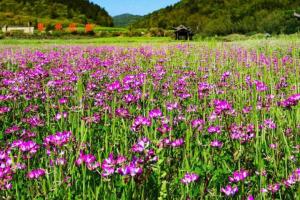 绿肥紫云英种子种植方法和时间