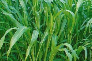 苏丹草产量一亩地多少斤