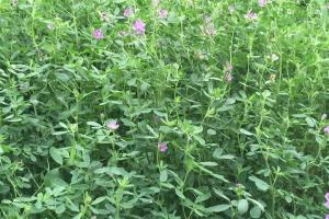 紫花苜蓿牧草种子几天发芽