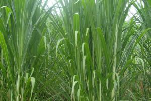 皇竹草和玉米秸秆哪个营养价值高