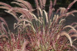 紫穗狼尾草一平米种植多少株？