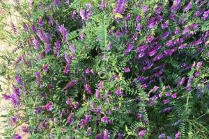 光叶紫花苕子营养价值-光叶紫花苕子可以吃吗