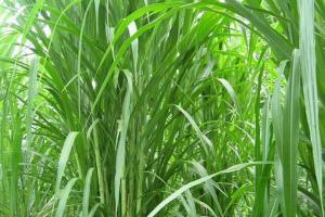 皇竹草青贮饲料的制作方法,皇竹草储存青料的方法