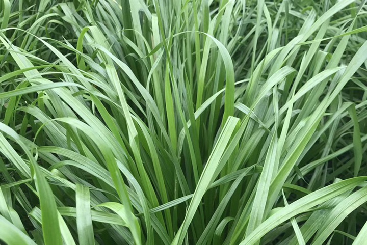 黑麦草冬季多长时间发芽