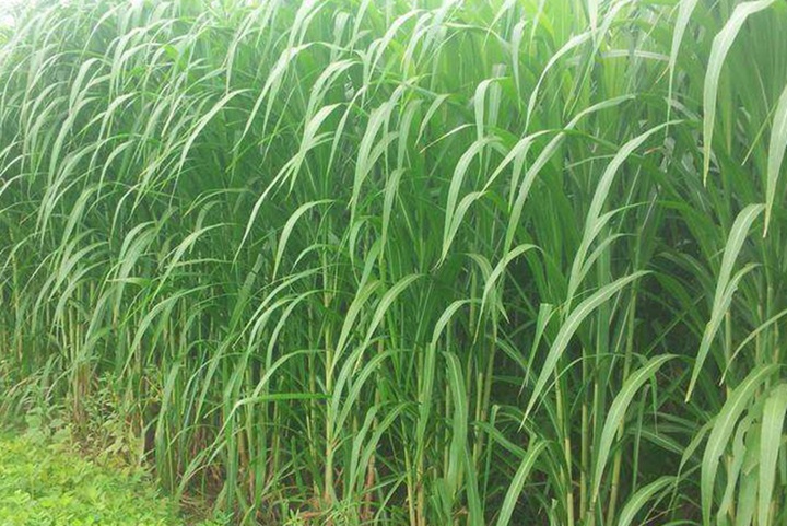 新型皇竹草北方可以种吗，适宜的温度是多少