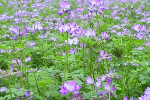 紫云英种植一亩需要多少种子