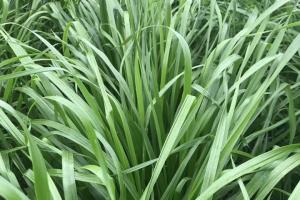 冬季黑麦草什么时间播种为宜，黑麦草种下去多久才能收割