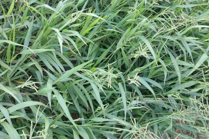 宽叶雀稗草坪发黄是什么原因