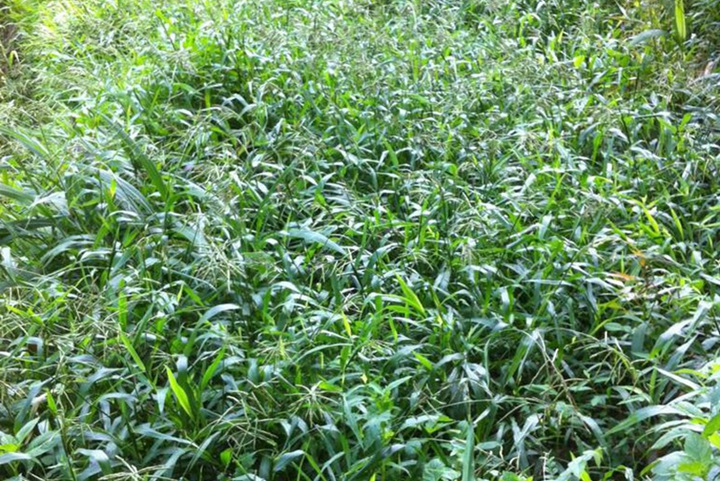 宽叶雀稗草坪属于暖季还是冷季草