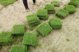 百慕大草坪草籽多少钱一斤？