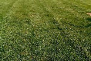 多年生黑麦草草坪可以使用几年