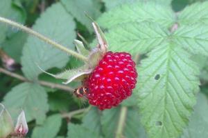 蛇莓种子播种方法及批发价格