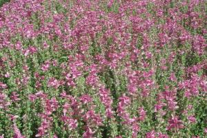 粉萼鼠尾草每平米的播种数量