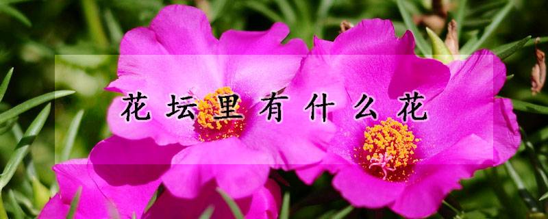 花坛里有什么花(花坛里的常用花卉有哪些)